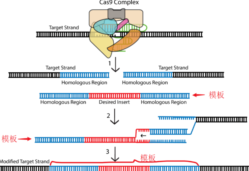 CRISPR-Cas问题集|CRISPR-Cas9实验中常见问题及解决方案 - 知乎