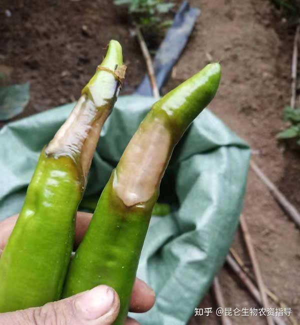 辣椒结果后死棵烂根怎么做