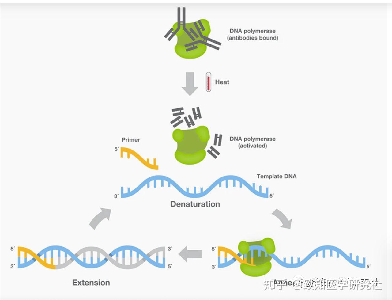 8分钟掌握PCR核心原理 - 知乎