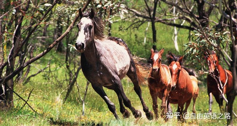 经济学人双语67澳大利亚野马为何引发文化争议