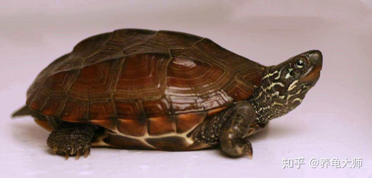有感而发简单总结养龟的优点与缺点