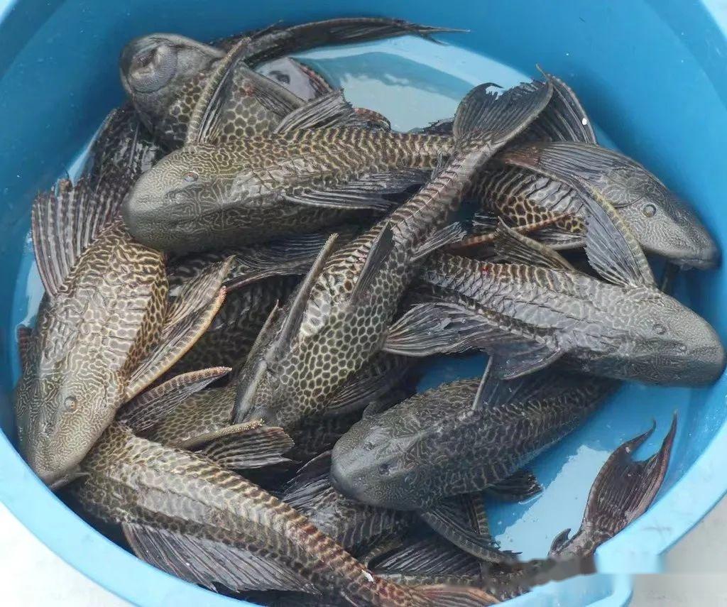 清道夫到底爱不爱吃别的鱼的屎? - 知乎