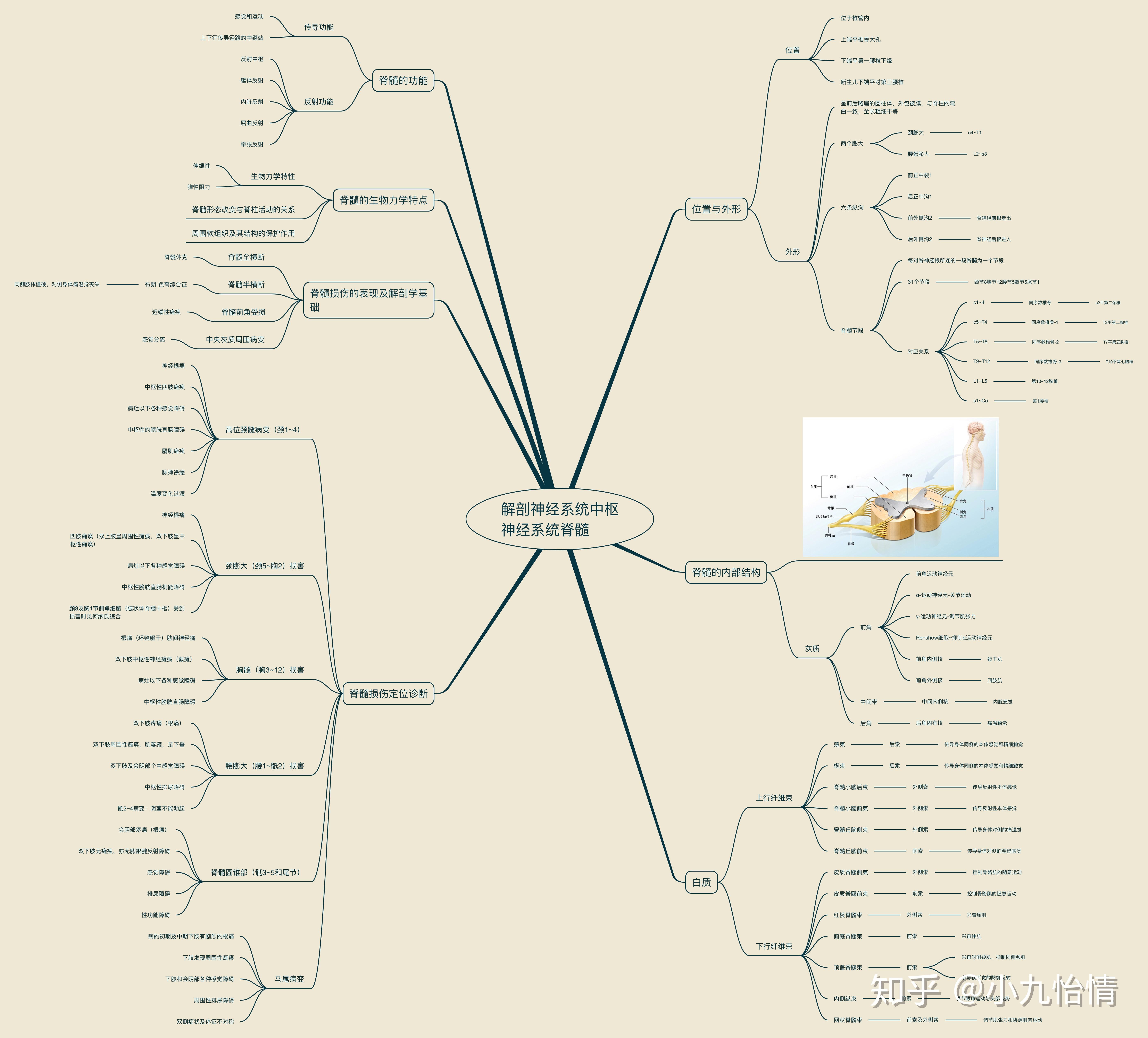 系统解剖学思维导图17神经系统-中枢神经系统-脊髓
