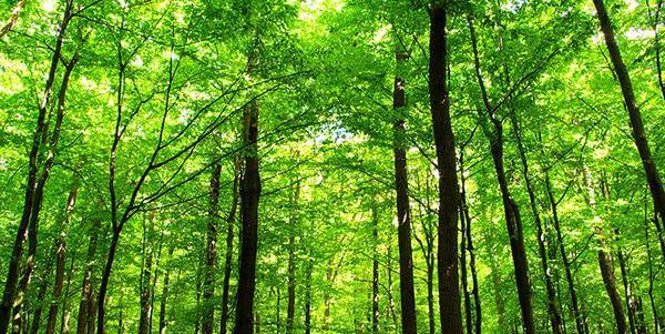 牛宝宝起名能带木吗