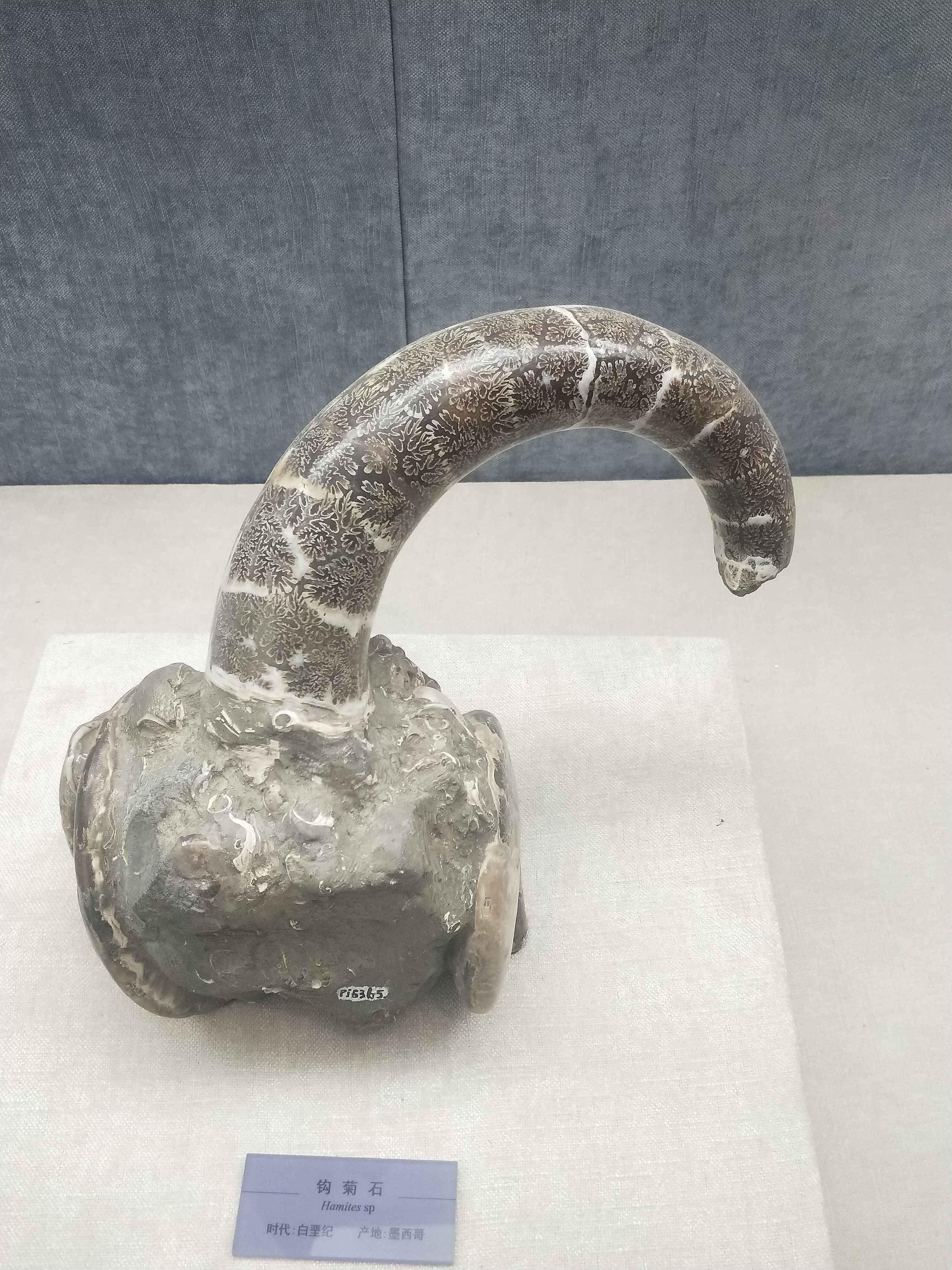 头足纲小传21棘皮小丑勾菊石目