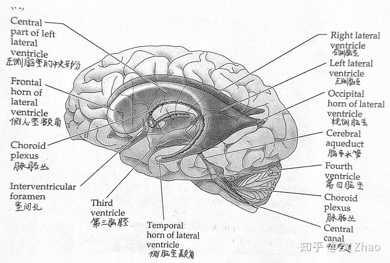 读《NeuroScience》| Day 22 The Ventricular System 脑室系统 - 知乎