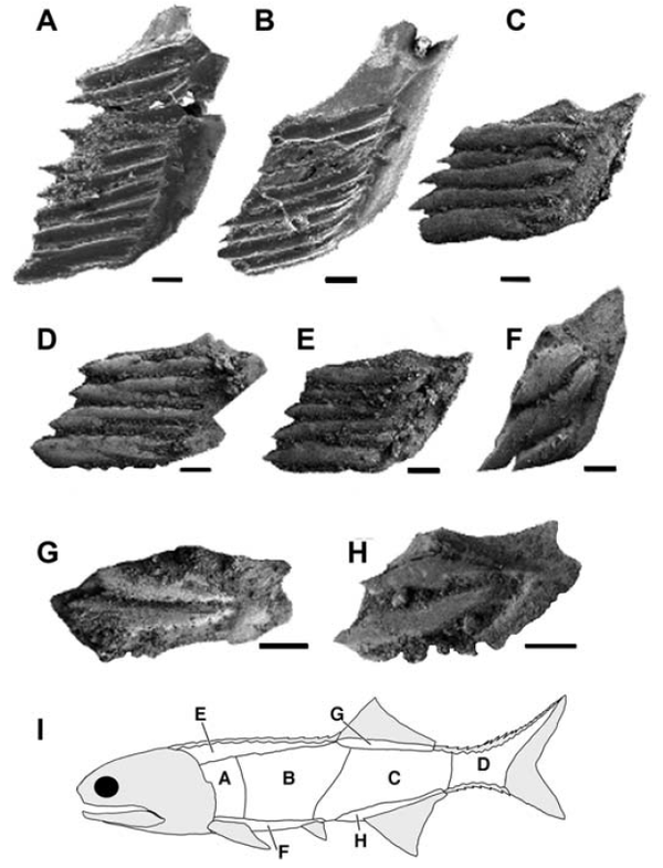 地球演义 锦鳞记1 鱼龙潜跃水成文 知乎