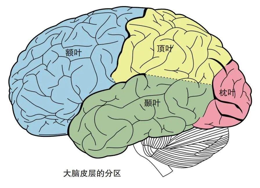 【推荐】颞叶 解剖、血供及影像 - 知乎
