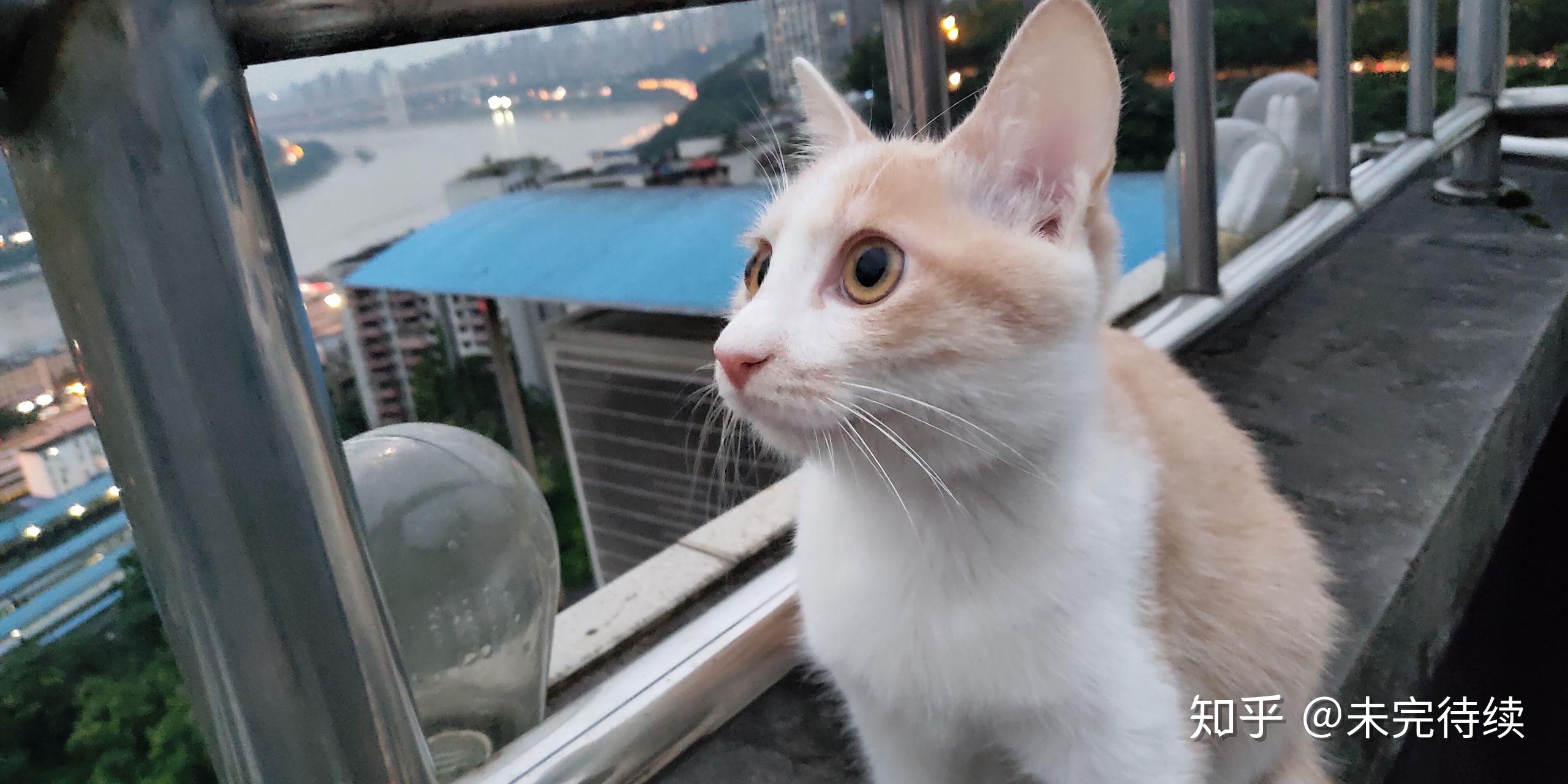 有重庆的女生想养一只6个月大的乳白色橘猫弟弟吗?