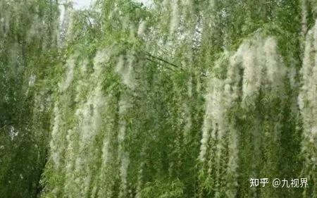 又到一年“飞絮”时,春季柳絮过敏怎么办? - 知乎