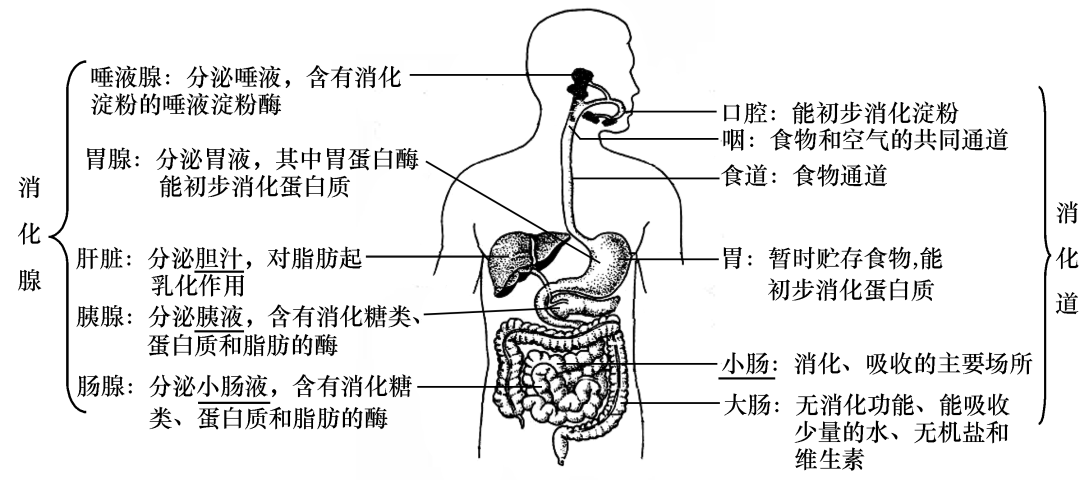 初一生物书人体构造图片