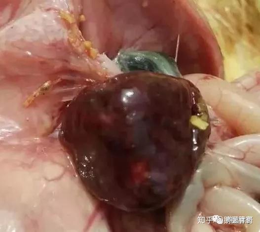 8天的鸭子鸭脾坏死什么药最好 什么药治鸭脾坏死