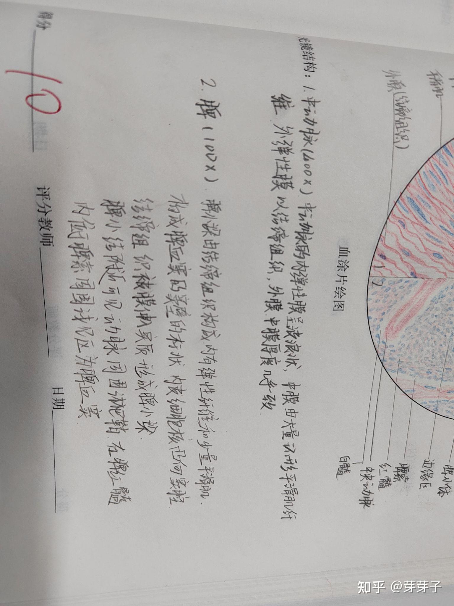 组胚红蓝铅笔绘图