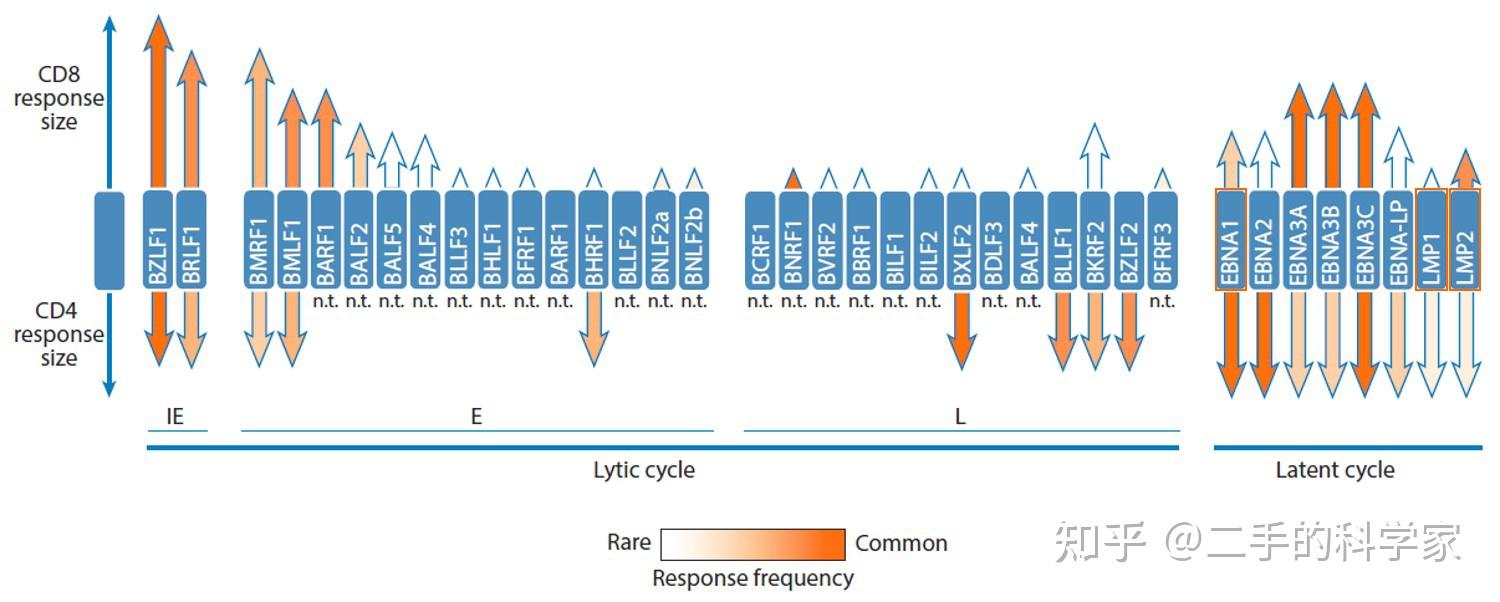他山之石：EBV治疗性疫苗 - 知乎