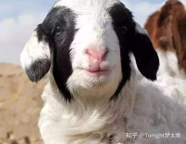 源自内蒙古草原深处的优质羊肉——苏尼特羊 - 知乎