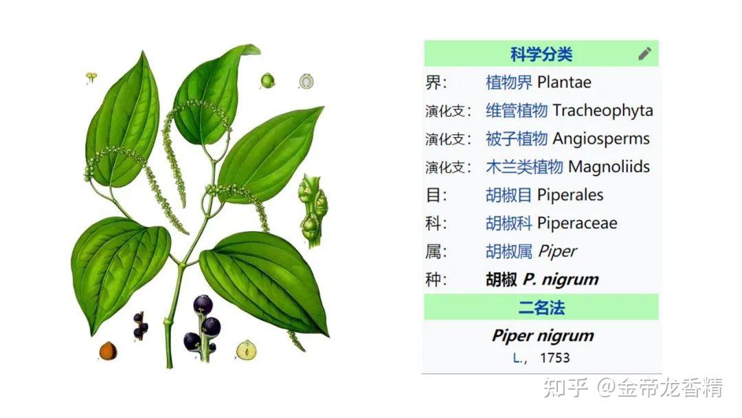 香精与香料(157)—胡椒 - 知乎