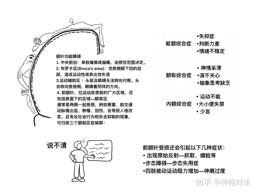 脑皮层的分叶、额叶及顶叶的结构、功能及受损表现【全了】 - 知乎