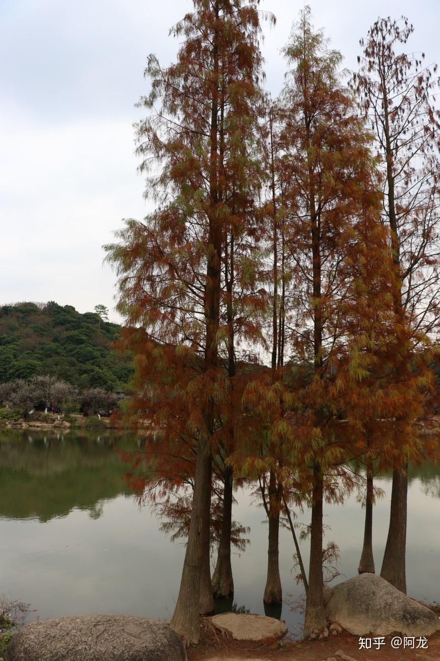 广州香雪公园岭南无雪却有香雪