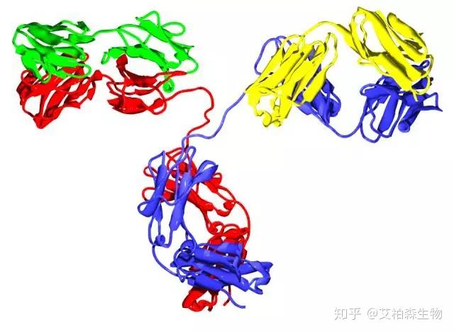 抗体的发现史及结构特征 知乎 