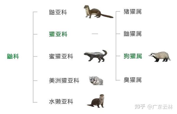 云林记录 | 狗獾,林中贵族 - 知乎