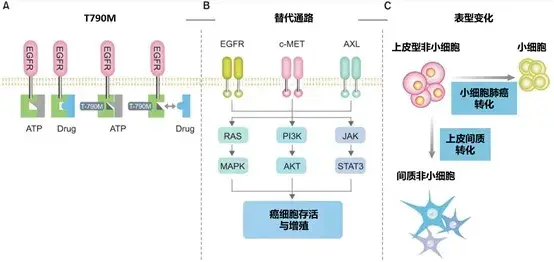 癌症基因突变合集egfr