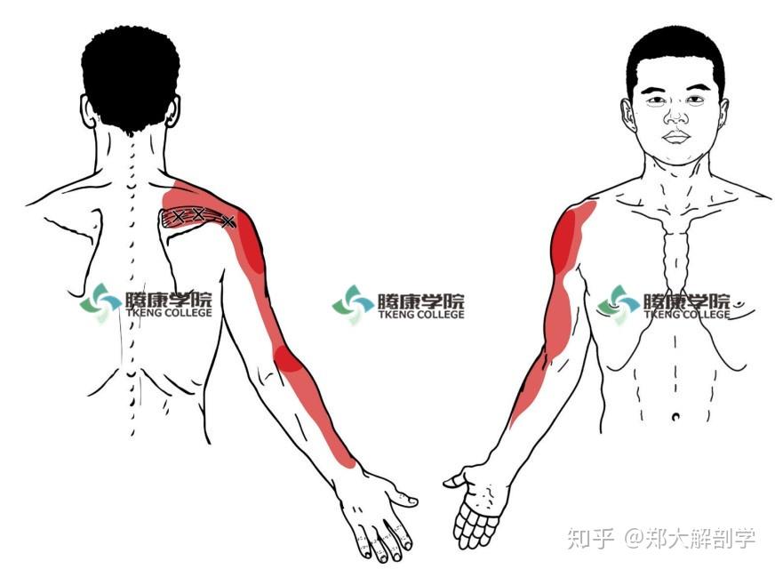 肌肉疗法冈上肌损伤