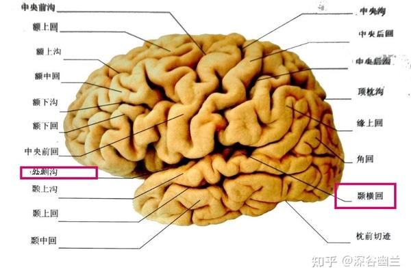 体表投影 - 知乎