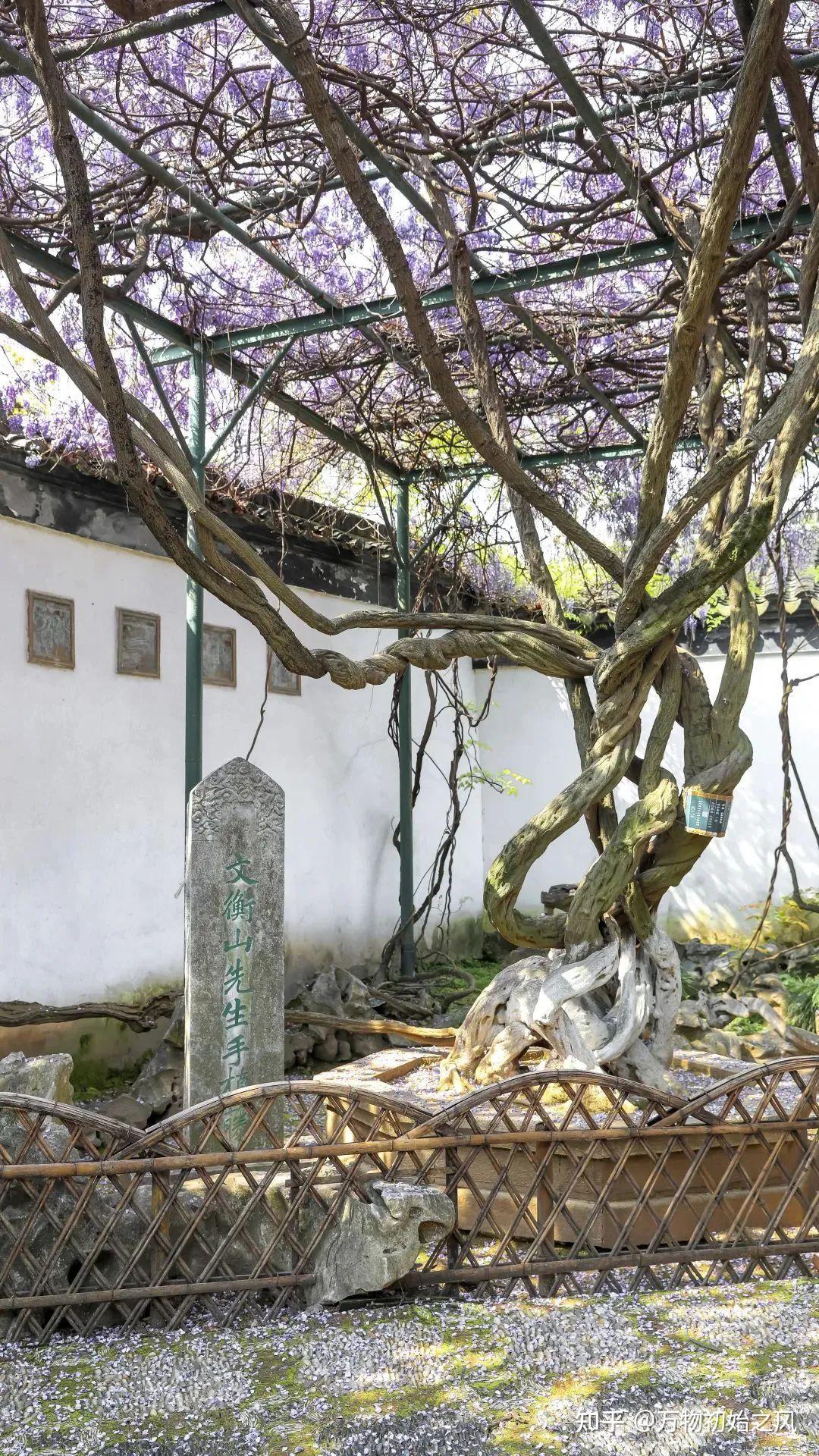 让"文藤"在各地生根发芽第五集:传播·未来《君到姑苏见》第十一季"