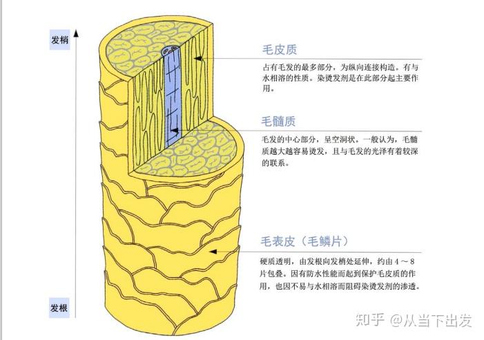 【最新毛发科学(一)毛发的基本构造】 - 知乎