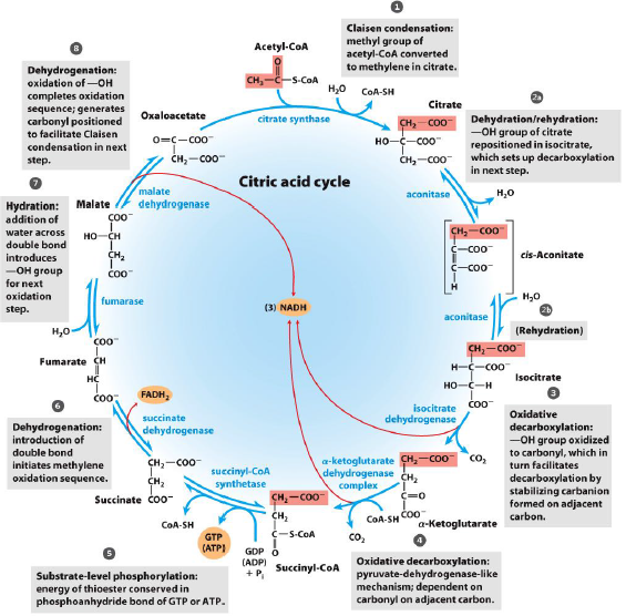 三羧酸循环(tca cycle)的脑洞故事