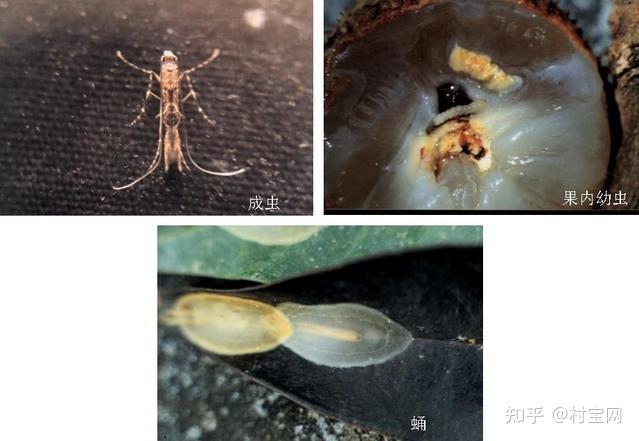 荔枝蒂蛀虫羽化期,进行交尾几天后,就会把卵产在荔枝树比较娇嫩的地方