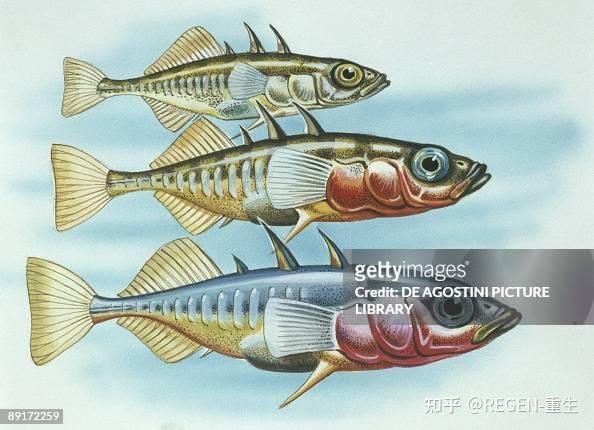 刺鱼 - 刺鱼科(Gasterosteidae) - 知乎