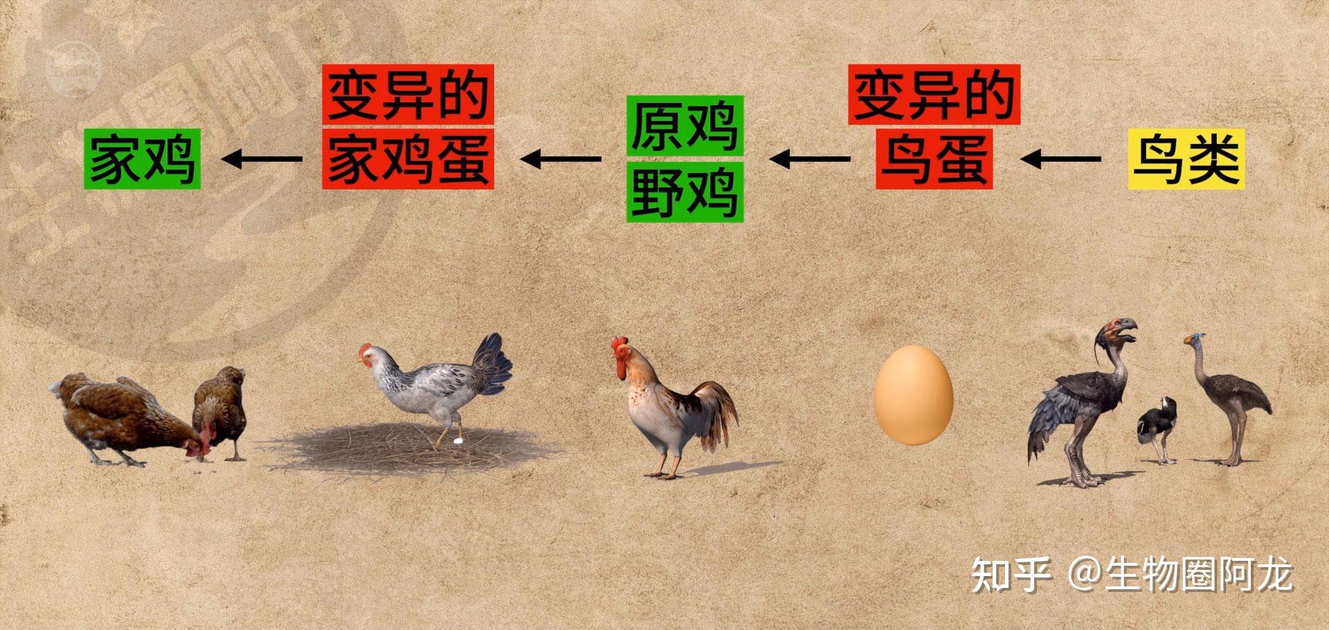 平均只活45天却是地球上的超级物种鸡靠什么征服了世界