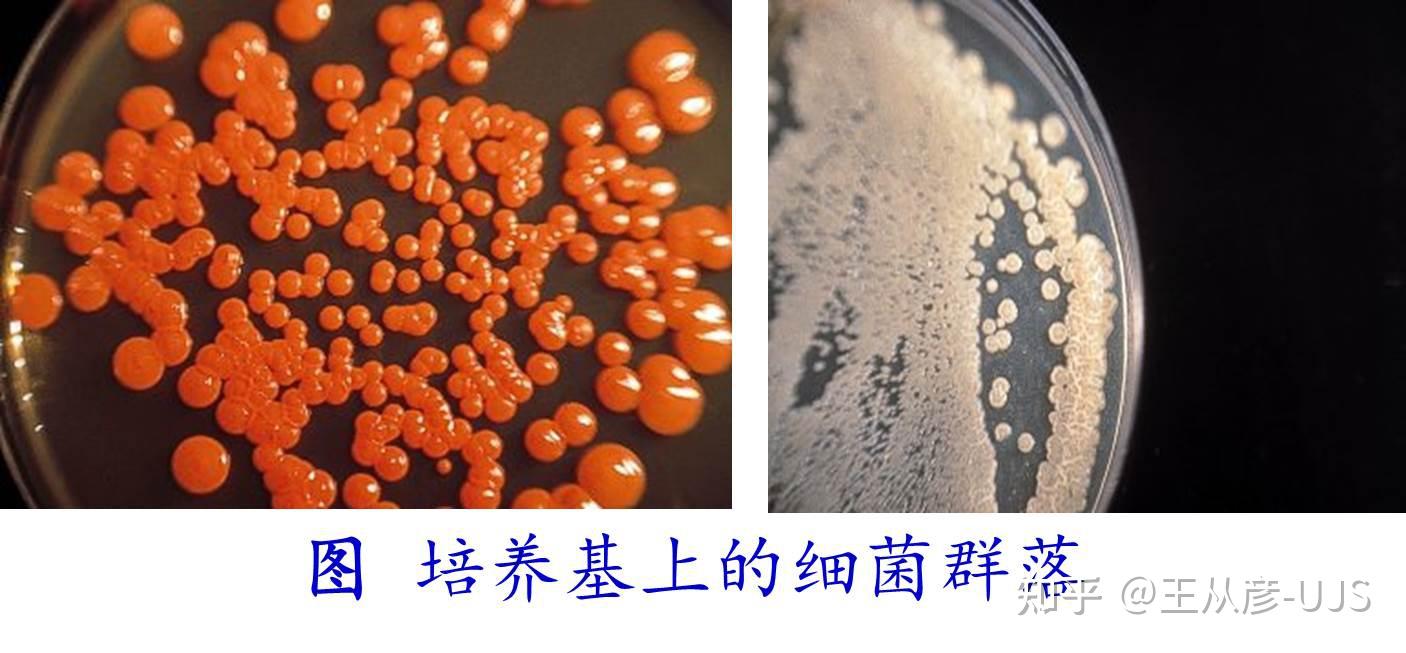 环境微生物之细菌 - 知乎