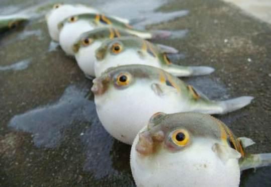 古人为什么说 拼死吃河豚 河豚的毒素在哪里 知乎