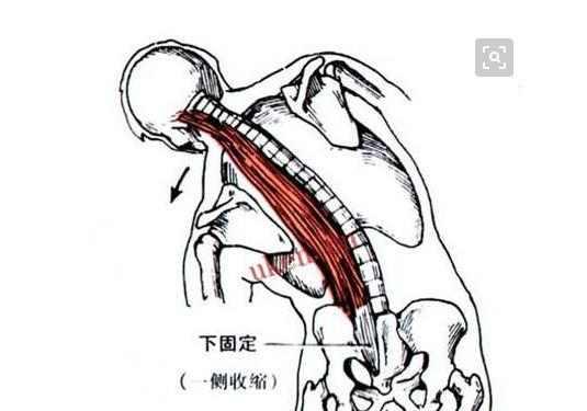 如果两侧的肌肉不平衡,很可能会引起脊柱的侧弯首先我们来看下竖脊肌