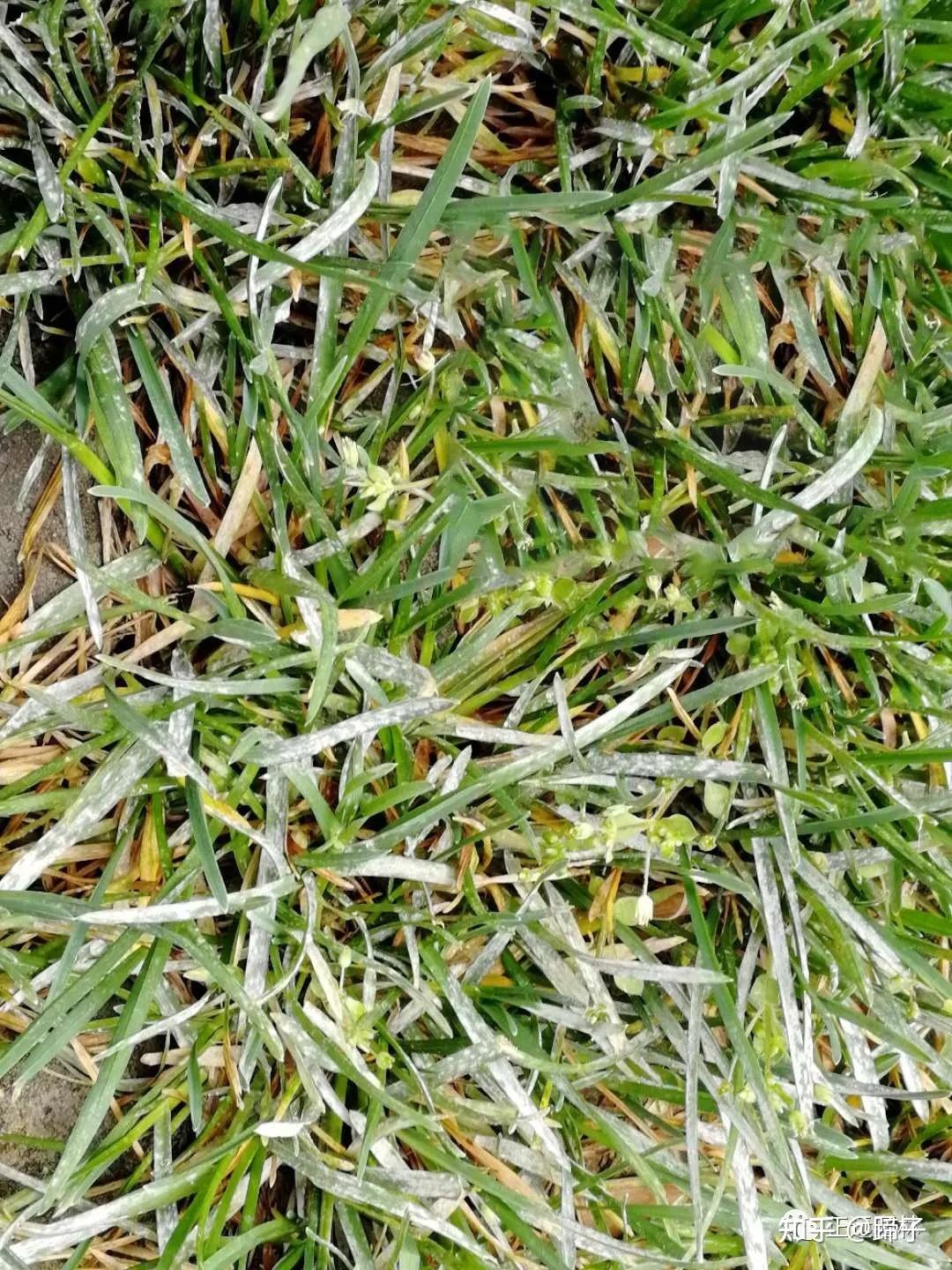 草坪白粉病发生了养护者要注意防护了
