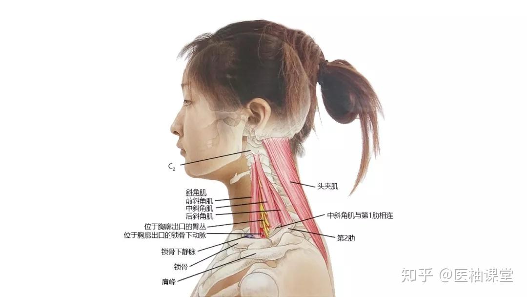 27张高清解剖图带你认识头、面、颈部骨骼及肌肉名称! - 知乎