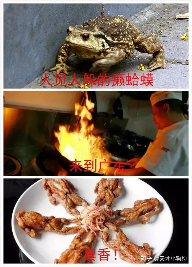 這十種超噁心的動物廣東人通通都吃