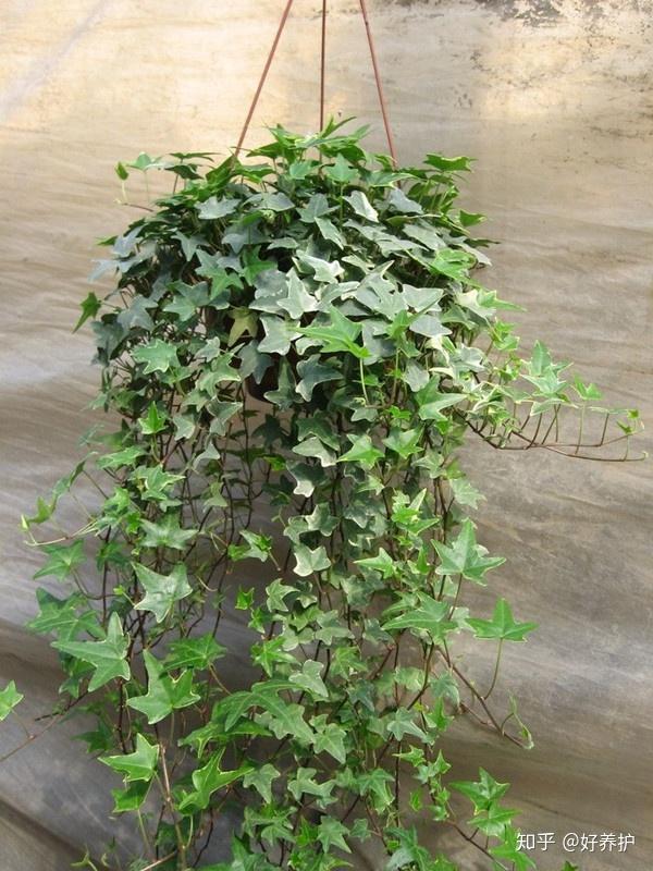 4,常春藤绿萝属阴性植物,喜湿热的环境,忌阳光直射,喜阴.