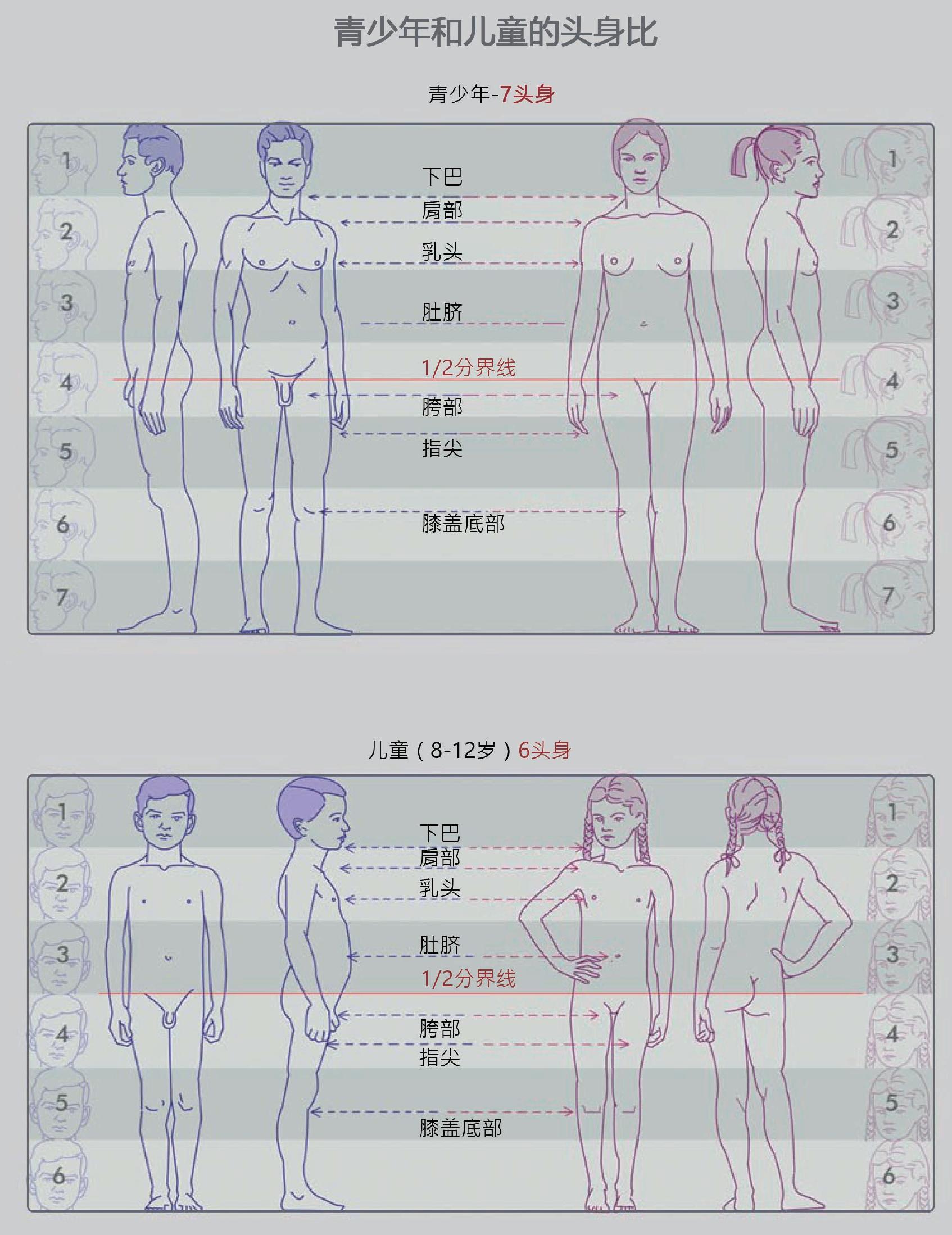 学习画画三四个月了人体结构比例透视什么都不太懂我还一直在学该怎么