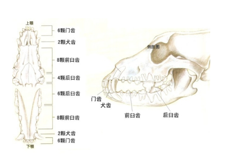 犬齿是哪一颗图片