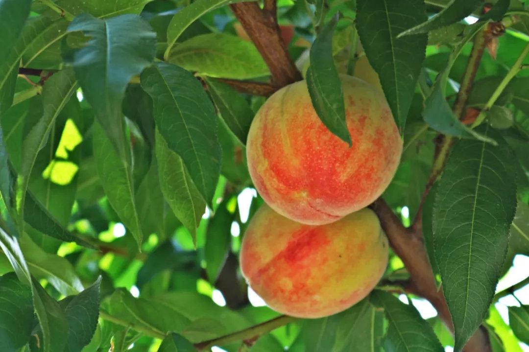 白凤,14号,久保,绿化9号除了朵子桃还有味美甘甜 品种多样化第什里