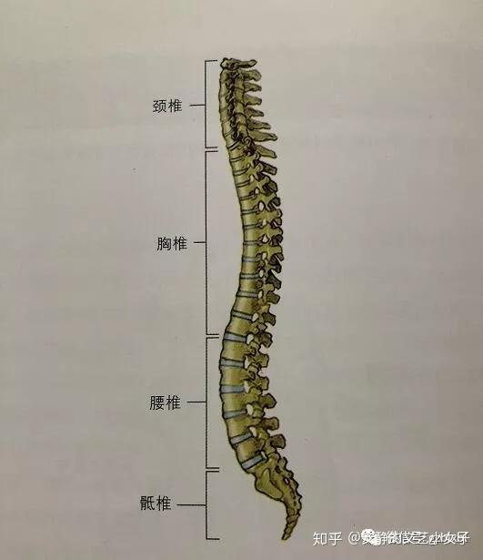 芭蕾舞丨浅谈中立位