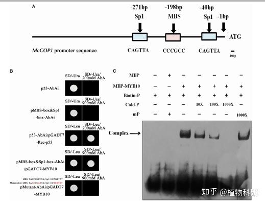 Y1h FIPS|北京农业大学研究团队利用Y1H技术揭示McMYB10 在海棠叶着色期间调节泛素连接酶 McCOP1 的表达 - 知乎