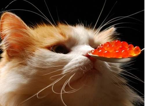 猫咪用皮炎平治猫癣吗 知乎