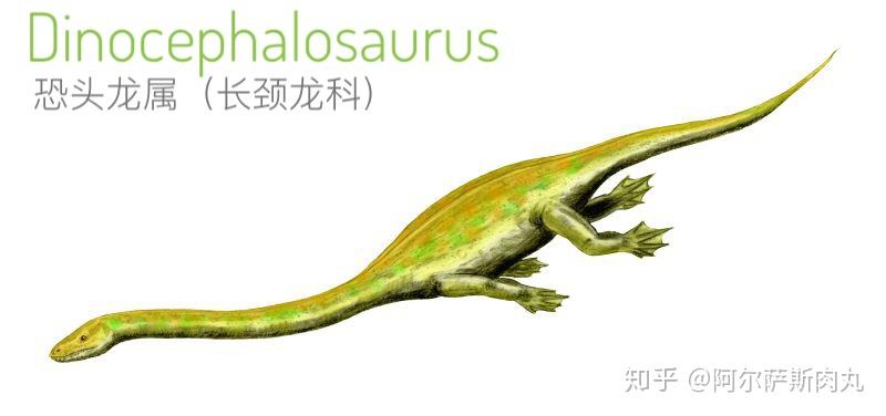 番外丨长颈之惑长颈龙科浅谈