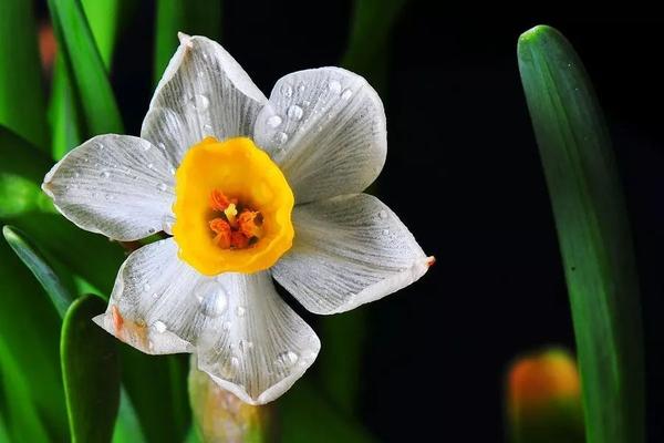 水仙花最贵的品种 水仙花品种名称大全 野生水仙花