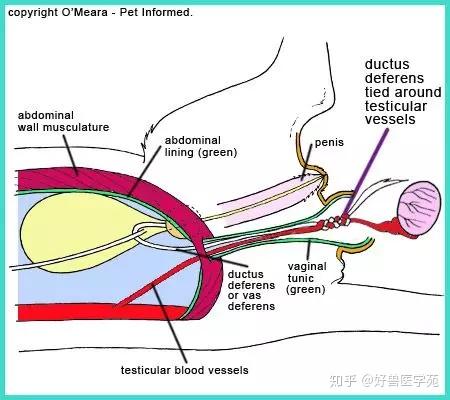 公猫去势图谱详解 知乎