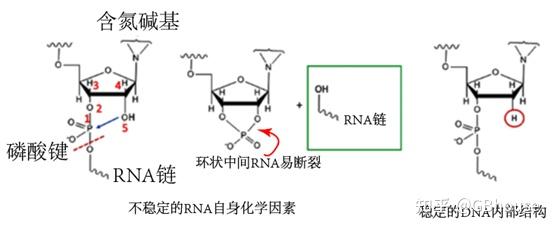 磷酸单酯键图片